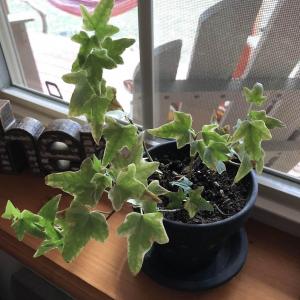I’ve been struggling to keep this mini ivy healthy, I just pruned the dead leaves off of it and it’s pretty scraggly. Any tips to help it get better and flourish?