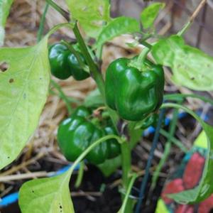 How to Get Green Pepper Plants to Produce More
