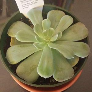 I'm wandering if it's normal that my echeveria is curving this way. Can someone help me??