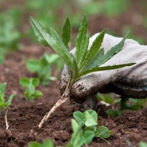 How to Keep Weeds & Grass out of Vegetable Gardens