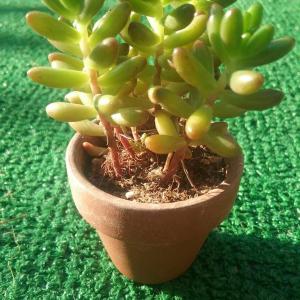 My favorite succulent the Jelly Bean