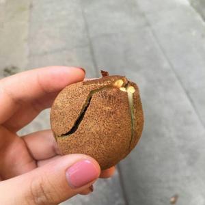 请问这是什么果子？