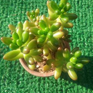 My favorite succulent the Jelly Bean