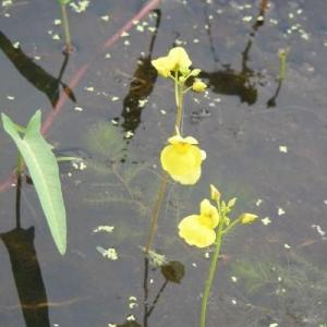Utricularia Plants: Learn About Managing And Growing Bladderworts