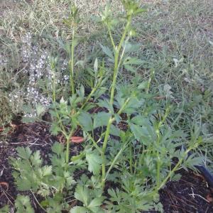 Bolting Parsley Plants: What To Do When Parsley Bolts
