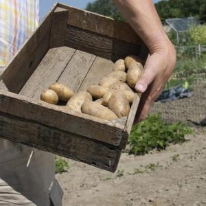 The Best Vegetables to Grow in Missouri