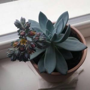 Bought this succulent few months ago. Tried to find out it's exact name, but couldn't as it was very small and too hard to identify. Now when it has released blooms, I'm even more curious to find it's name. Does anyone know it's exact name? Would really appreciate it. :)