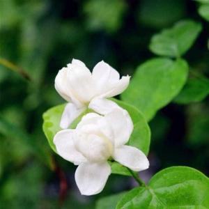 i love to smell the fragrance of jasmine flowers，light and pleasant aroma heart.