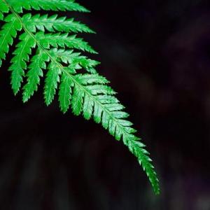 Green ferns—Mito enjoy