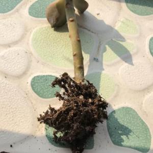 这个根是黑腐了吗？种了这么久一直不长