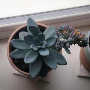 Bought this succulent few months ago. Tried to find out it's exact name, but couldn't as it was very small and too hard to identify. Now when it has released blooms, I'm even more curious to find it's name. Does anyone know it's exact name? Would really appreciate it. :)
