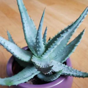 What kind of Aloe?