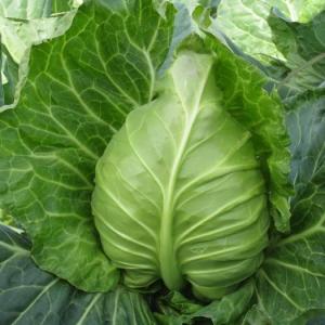How to Get Cabbage Seeds
