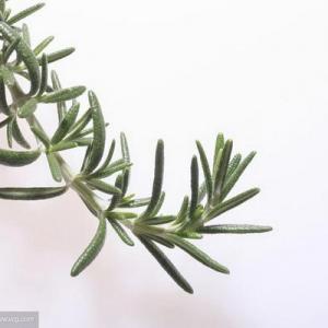 How Long Does it Take for Rosemary to Grow?