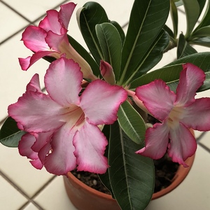 My adenium is flowering again. The hot weather has triggered it.