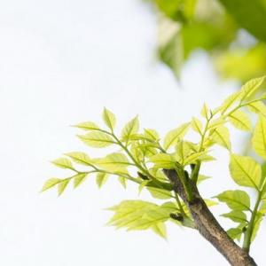 Green leaf—Mito enjoy