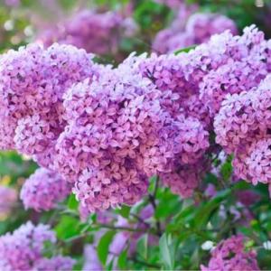 Now, every May, our own yard is redolent with  #lilacs.  