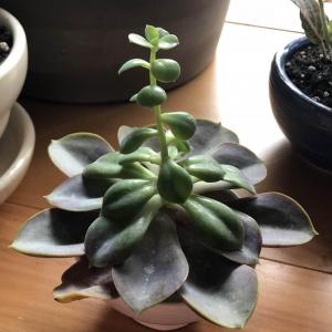 Does anyone have an idea why my echeveria’s leaves are splitting like this? I originally had to cut the base off of it because the stem was rotting, so i put it in water to root it, but that was several months ago and it has been doing fine. It is still in water right now and has roots.