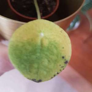 Hi, does anyone know why my pilea is curving its leafs? And what are the brown spots on the two lower leafs that seem to be dying? Thanks a lot!