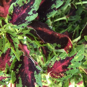 Something ate my Coleus leaves last week. It's just once and has not happened since. Any idea what is it that did this? Cutter bees?