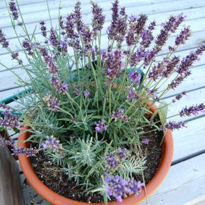 Trimming Lavender – How To Prune Lavender Properly