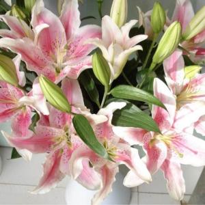  #Lilies   are beautiful fragrant herbs with showy funnel shaped or bell shaped flowers.