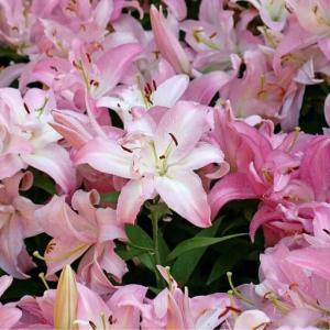  #Lilies   are beautiful fragrant herbs with showy funnel shaped or bell shaped flowers.