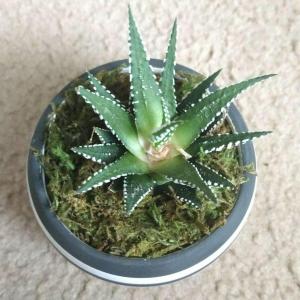 here's an old picture of my first succulent, Fred!! i picked him up from a hardware store back in early August, and he's been growing great ever since!!  #Haworthiafasciata  