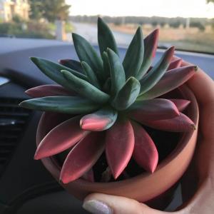 Do you know what succulent this is ?