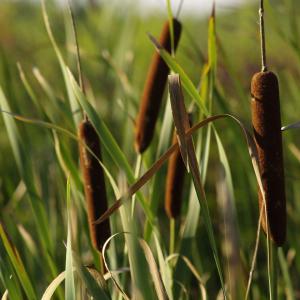 Cattails In The Kitchen – Tips For Using Edible Parts Of A Cattail