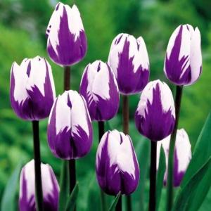 Elegant and sophisticated, the tulip is a very romantic flower.