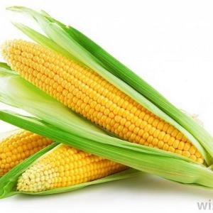 El cultivo del maíz