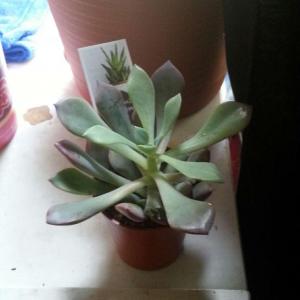 what type of succulent is this?