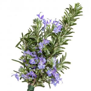 Tips🌿
Possible health benefits of rosemary
Rich source of antioxidants and anti-inflammatory compounds- these are thought to help boost the immune system and improve blood circulation. Laboratory studies have shown rosemary to be rich in antioxidants, which play an important role in neutralizing harmful particles called free radicals.
Improving digestion - In Europe rosemary is often used to help treat indigestion - Germany's Commission E has approved it for the treatment of dyspepsia. However, it should be noted that there is currently no meaningful scientific evidence to support this claim.
Enhancing memory and concentration - blood levels of a rosemary oil component correlate with improved cognitive performance, according to research in Therapeutic Advances in Psychopharmacology, published by SAGE.
Neurological protection - scientists have found that rosemary is also good for your brain. Rosemary contains an ingredient, carnosic acid, that is able to fight off free radical damage in the brain.
According to a study published in Cell Journal, carnosic acid "may be useful in protecting against beta amyloid-induced neurodegeneration in the hippocampus."
Prevent brain aging - Kyoto University researchers in Japan revealed that rosemary may significantly help prevent brain aging.