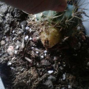 All of my  #melocactus    root came out in a repotting incident.. Is there a chance of it growing any roots back?