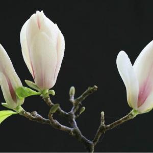 Magnolia flower will in full bloom