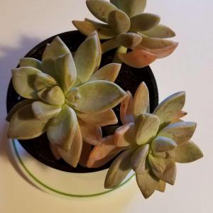 I'm trying to identify what type of succulent this is.
It came with just a plain generic 