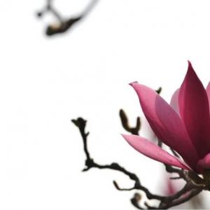 red magnolia flower