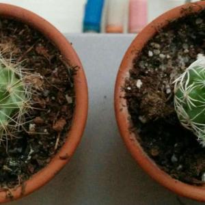 The one on the right is a mamillaria gracilis, but... what about the one on the left? This cactus is so extra but I can't identify it