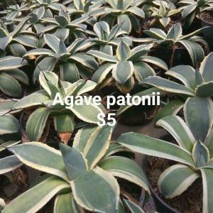 Agave Patonii