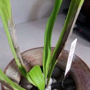 Is there a way to combat the Browning on my pitcher plant?