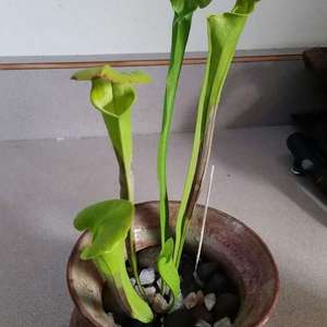 Is there a way to combat the Browning on my pitcher plant?
