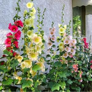 The towering stalks of the hollyhock plant, bedecked with vibrant conical flowers, are a favorite choice for old-fashioned cottage gardens. Cut flowers for an indoor decorative piece.