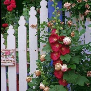The towering stalks of the hollyhock plant, bedecked with vibrant conical flowers, are a favorite choice for old-fashioned cottage gardens. Cut flowers for an indoor decorative piece.