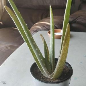 please help, my aloe is browning and the leaves are becoming flat. is it too much sun light?