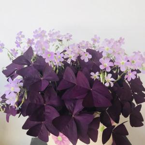 这紫叶酢浆太好养了，四季开花，颜值高，嫌树形不好就剃头，两个星期左右又是美美的一盆。