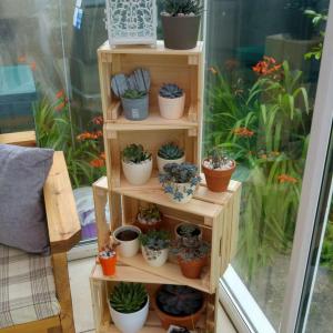 love what I've done with the pallet boxes. succulents look great  #succulent  