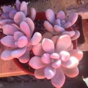 I saw some different colors of Pachyphytum oviferum (moonstone) I would like to have a pink color moonstone just like in the picture (picture not mine) is there any way to like, make it? you know hybrid of plants? how?