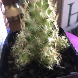 This is one of my succulents the plant tag says it is Mammillaria elongata or 