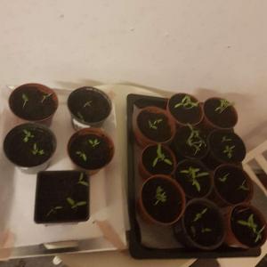 Tomatplantor tomato plants